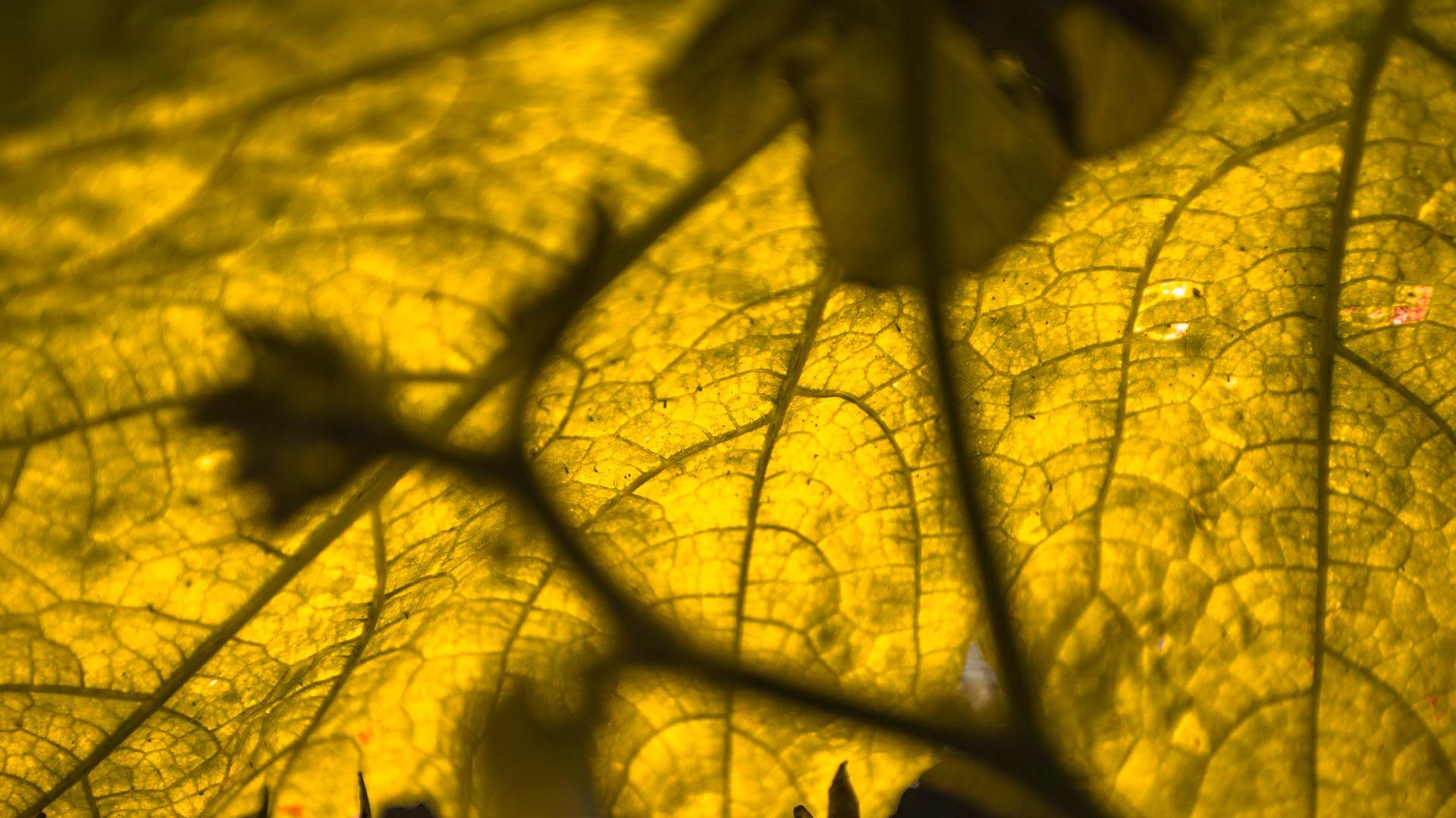 Foglia gialla retroilluminata con dettagli delle venature.