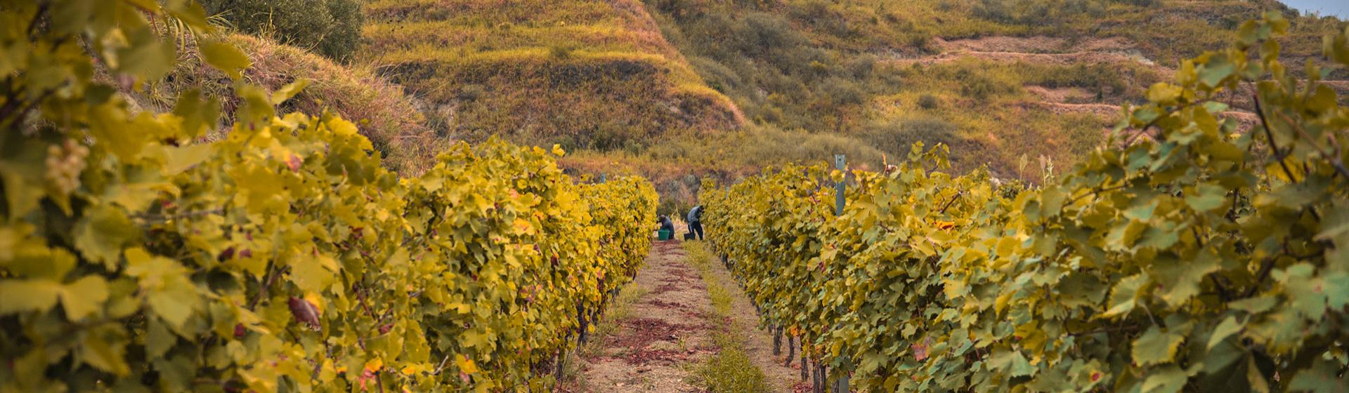 Vigneto in collina con colori autunnali e persone che lavorano tra i filari.