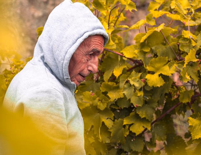 Anziano con felpa grigia tra le viti, circondato da foglie autunnali.