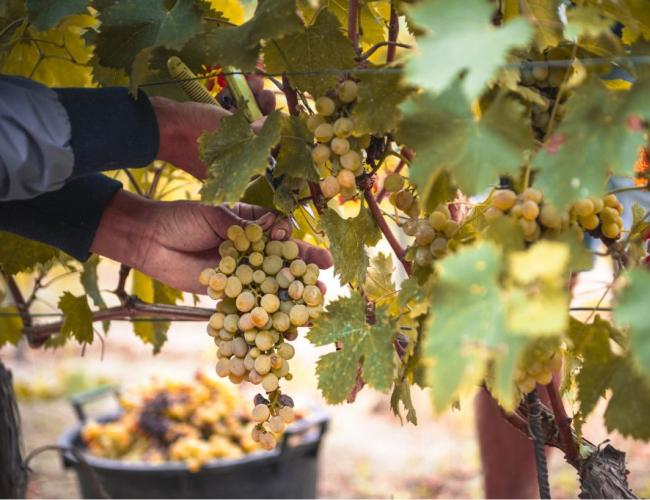 Raccolta di uva bianca in un vigneto, mani che tagliano grappoli maturi.