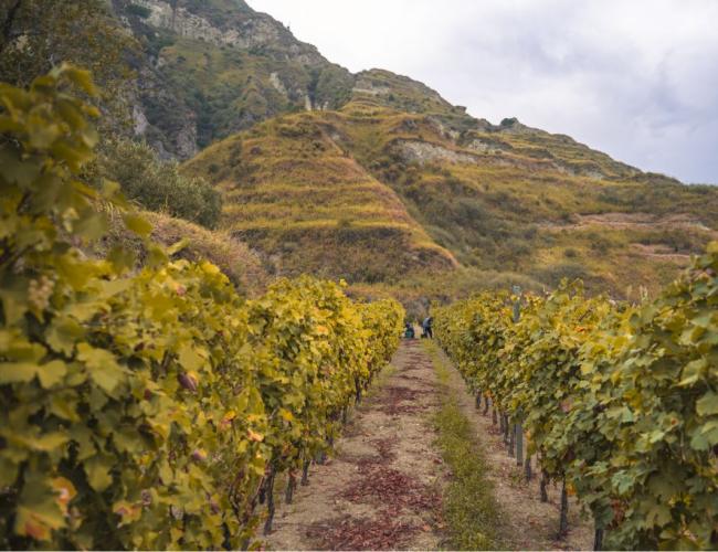 Filari di vigneti su colline terrazzate, paesaggio autunnale con cielo nuvoloso.