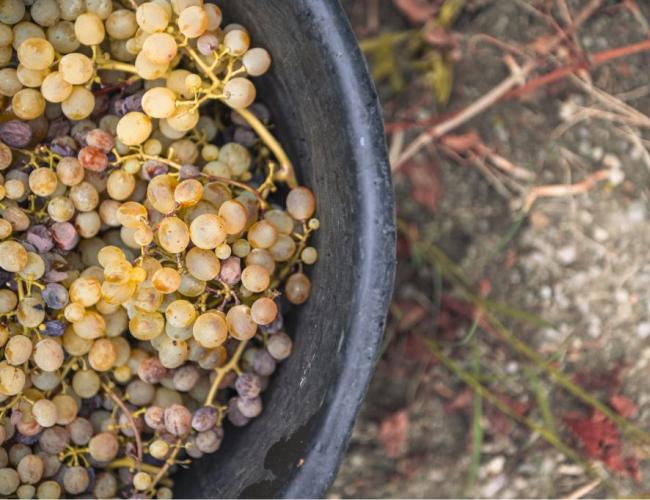 Uva raccolta in un secchio nero, pronta per la vendemmia.