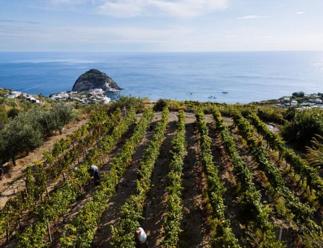 Vigneti con vista mare e isola rocciosa sullo sfondo, persone al lavoro tra le viti.