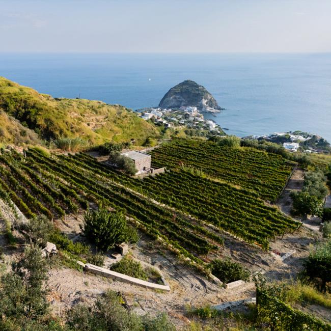 Vigneto collinare con vista mare e villaggio costiero.