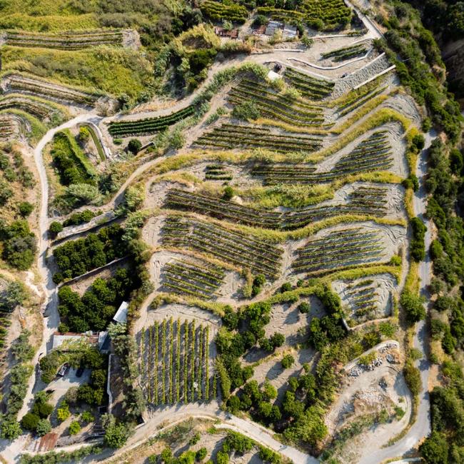 Vista aerea di vigneti terrazzati su colline verdi con strade tortuose.