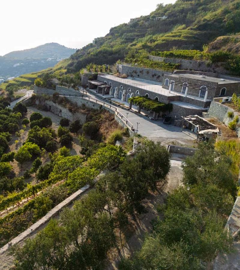 Vista panoramica di vigneti e uliveti su una collina vicino al mare.