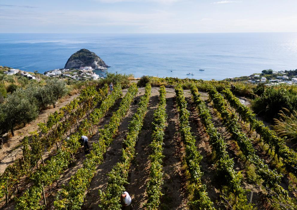 Vigneto con vista sul mare e isola rocciosa in lontananza.